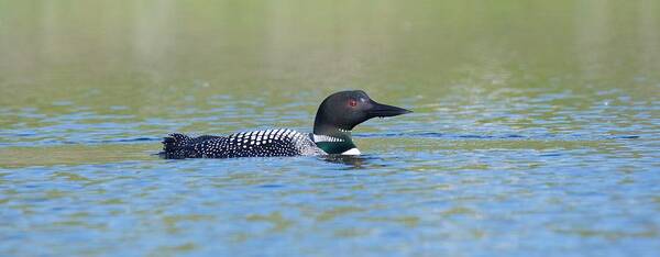 Common Poster featuring the photograph Common Loon by Michael Peychich