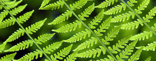 Fern Poster featuring the photograph Fern Branches by Ted Keller