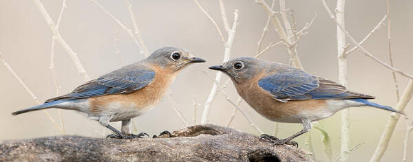 Bluebirds Poster featuring the photograph Head to head confrontation by Bonnie Barry