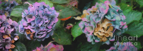 Hydrangeas Poster featuring the mixed media Hydrangeas, 2018 by Helen White