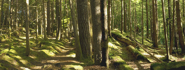 Landscapes Poster featuring the photograph Moss by Larry Darnell