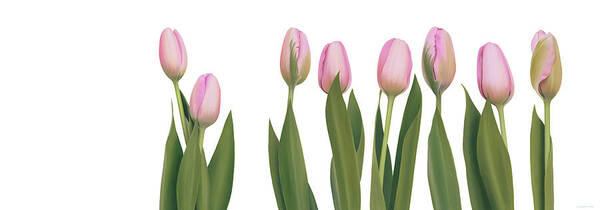 Flower Poster featuring the painting Pink tulips by Rita Magos