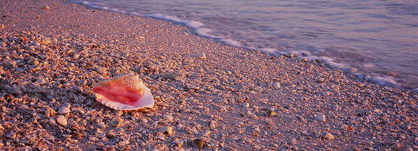 Photography Poster featuring the photograph Seashell On The Beach, Lovers Key State by Panoramic Images