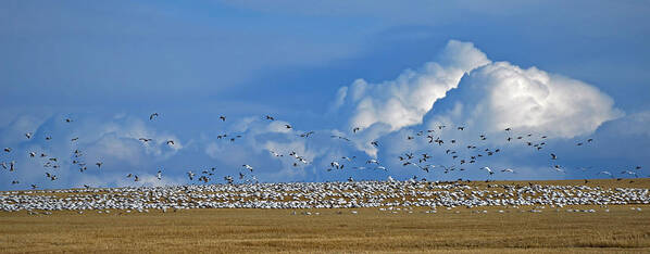 Snow Geese Poster featuring the photograph Snows and Storms by Whispering Peaks Photography
