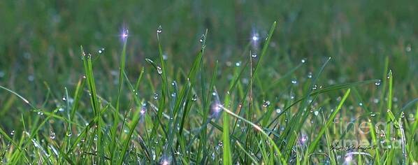 Dews Poster featuring the photograph Sparkling Dew drops by Yumi Johnson