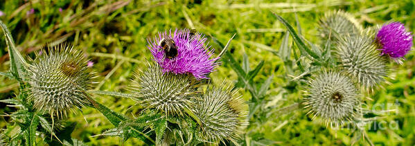 Thistle Poster featuring the photograph Thistle and Bumblebee. by Elena Perelman