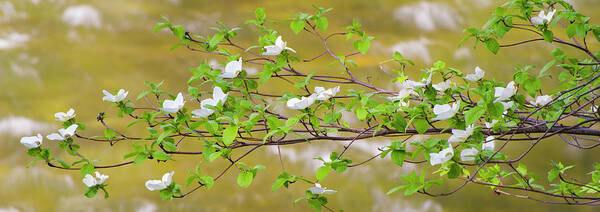 Photography Poster featuring the photograph Pacific Dogwood Cornus Nuttallii #1 by Panoramic Images
