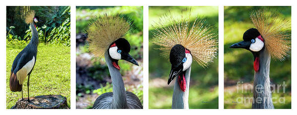 Gulf Poster featuring the photograph Grey Crowned Crane Gulf Shores Al Collage 1 by Ricardos Creations