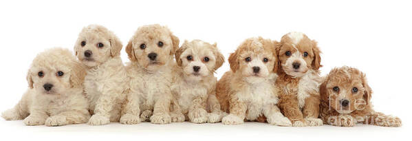 Seven Poster featuring the photograph Seven Cavapoochon puppies by Warren Photographic