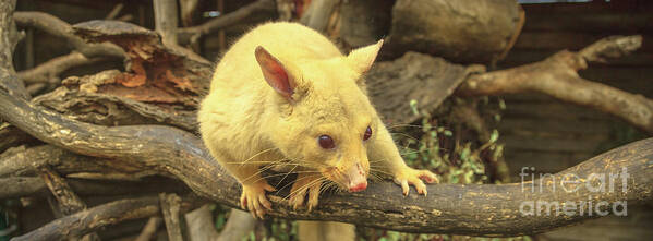 Possum Poster featuring the photograph Banner of golden brushtail possum by Benny Marty