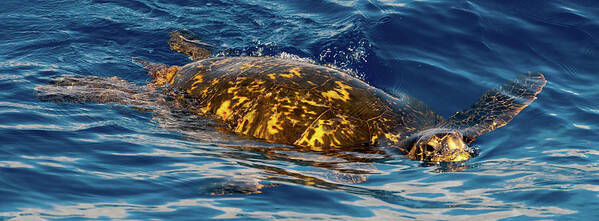 Kauai Poster featuring the photograph Giant Green Turtle. by Doug Davidson