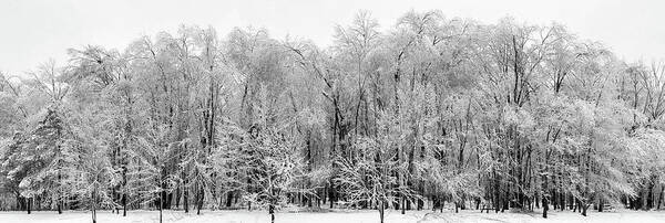 Trees Poster featuring the photograph Ice Covered Trees, Eaton Rapids by Edward Shotwell