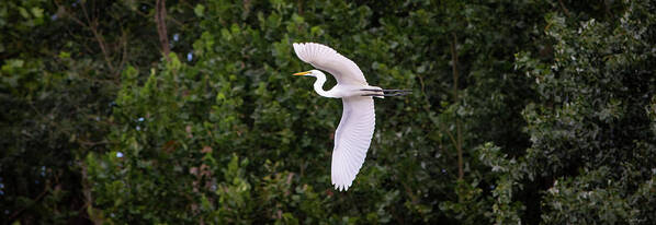 Great Egret Poster featuring the photograph White Great Egret by Crystal Wightman