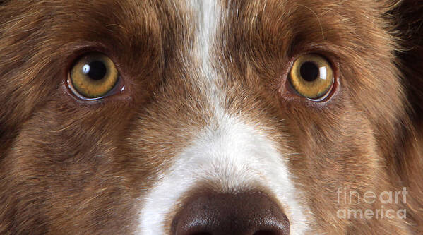 Border Collie Poster featuring the photograph Border Collie Eyes #1 by Christine Steimer