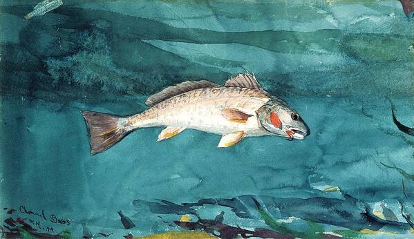 Winslow Homer Poster featuring the painting Channel Bass by Celestial Images