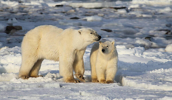 Polar Bears Poster featuring the photograph Polar Bear Mother and Cub #1 by Carole-Anne Fooks
