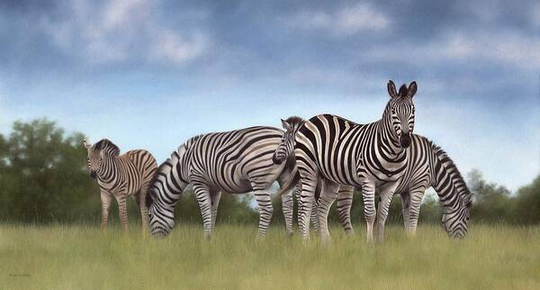 Zebras Poster featuring the painting Zebras Painting by Rachel Stribbling