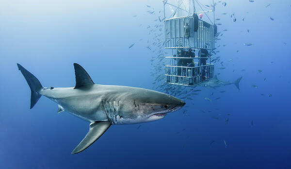 Shark Poster featuring the photograph Animals In Cage by Davide Lopresti