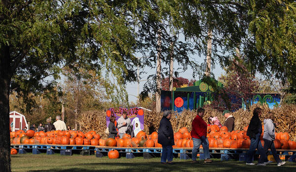 Pumpkins Poster featuring the photograph At The Pumpkin Farm by Kay Novy