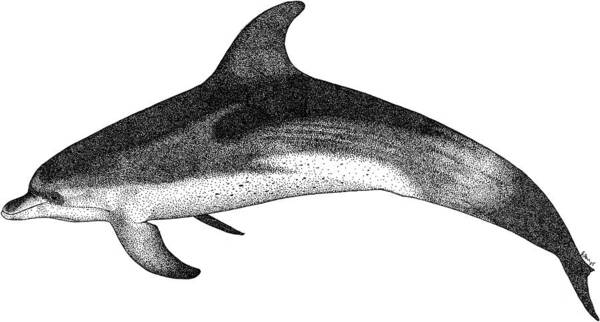 Cetacean Poster featuring the photograph Atlantic Spotted Dolphin by Roger Hall