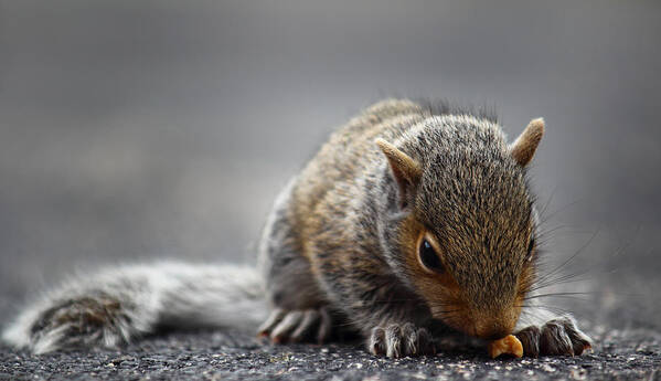 Squirrel Poster featuring the photograph Baby Squirrel Gets a Snack by Andrew Pacheco
