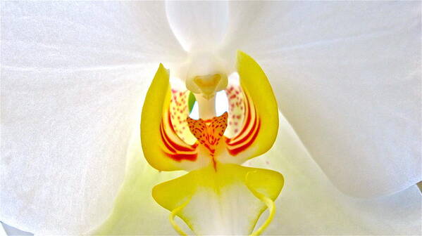 Orchid Poster featuring the photograph Beautiful white orchid by Sue Morris