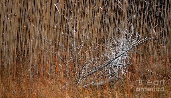 Nature Poster featuring the photograph Beauty In The Rough by Marcia Lee Jones