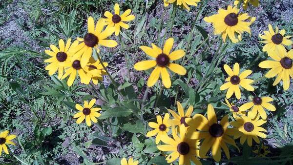 Wildflowers Poster featuring the photograph Black Eyed Susans by Lisa Wormell