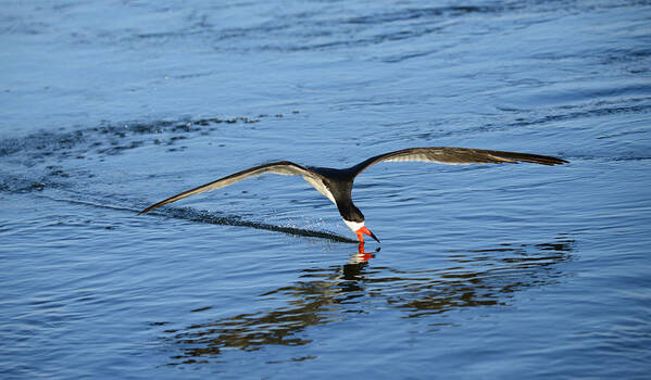 Black Skimmer Poster featuring the photograph Black Skimmer by Patricia Dennis
