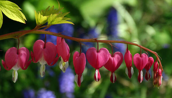 Flowers Poster featuring the photograph Bleeding Hearts by David T Wilkinson