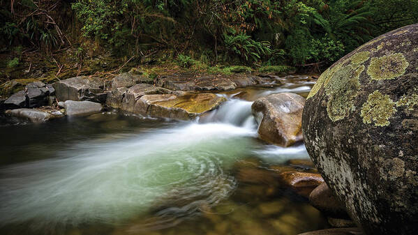 Bogong Creek Poster featuring the photograph Blossom of the Gloom by Mark Lucey