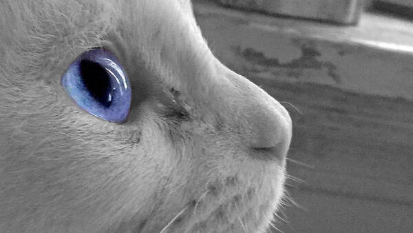 Blue Eye Poster featuring the photograph Blue Eye by Dark Whimsy