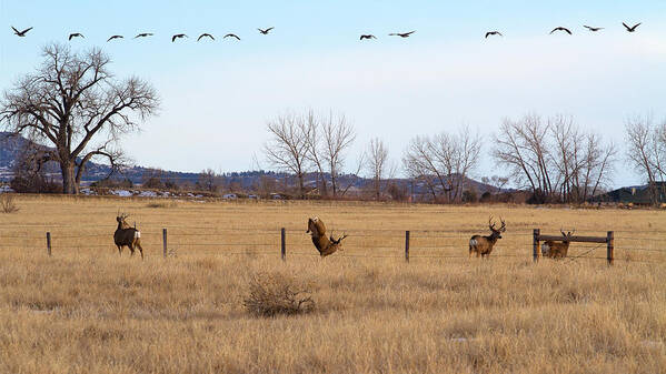 Deer Jumping Phoograph Poster featuring the photograph Bucks and Geese by Jim Garrison