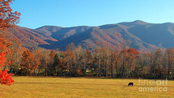Fall Poster featuring the photograph Cades Cove Loop 2 by Nancy L Marshall