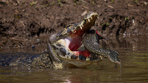 Brazil Poster featuring the photograph Caiman vs Catfish 1 by David Beebe