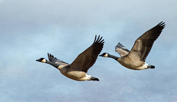 Geese Poster featuring the photograph Canada Geese by Angie Vogel