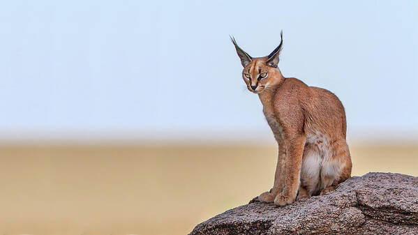 Caracal Poster featuring the photograph Caracal On Mars by Alessandro Catta