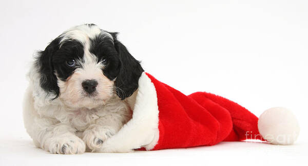 Nature Poster featuring the photograph Cavapoo Puppy Wearing Christmas Hat by Mark Taylor