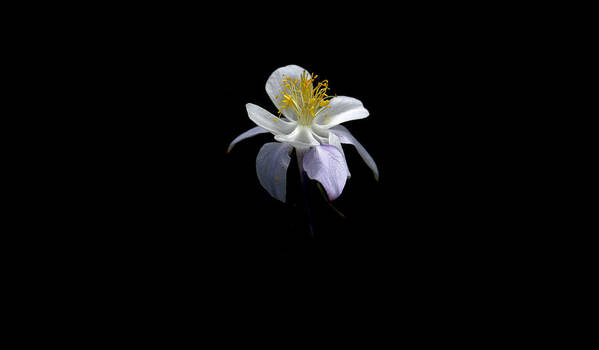 Chiaroscuro Poster featuring the photograph Columbine by David Andersen