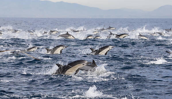 534185 Poster featuring the photograph Common Dolphins Surfacing San Diego by Richard Herrmann