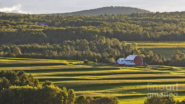 Summer Poster featuring the photograph Cornfield Landscape by Alan L Graham