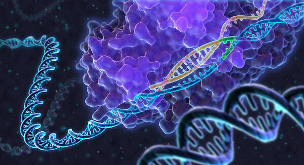 Illustration Poster featuring the photograph Crispr Genome Editing, Illustration by Evan Oto