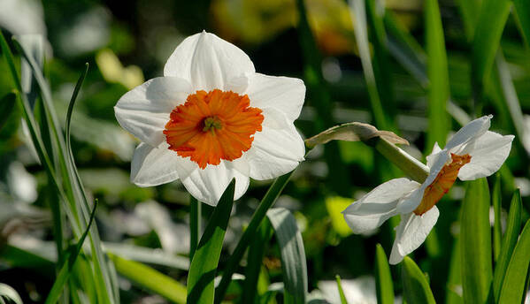 Daffodils Poster featuring the photograph Daffodil out on a brief date by Elena Perelman