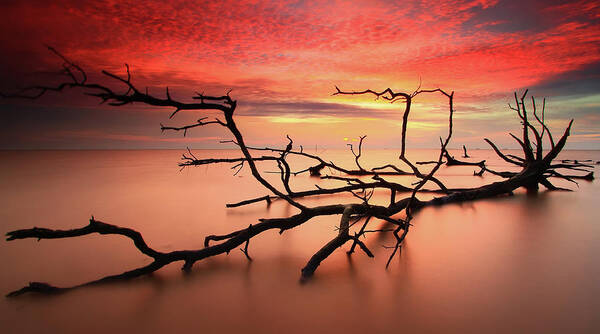 Tranquility Poster featuring the photograph Dead Trees On Summer Sunset by Fakrul Jamil Photography