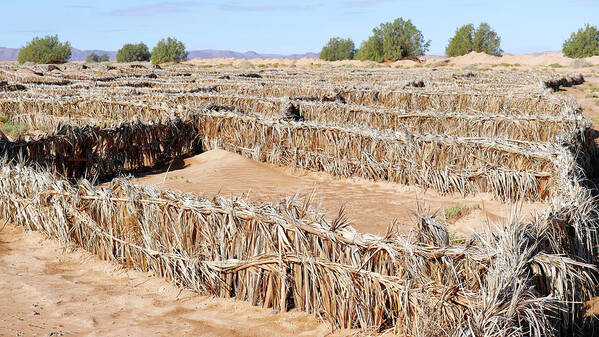 Nobody Poster featuring the photograph Desertification Prevention by Thierry Berrod, Mona Lisa Production