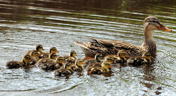 Duck Poster featuring the photograph Duck Family by David Hart