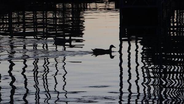 Ducks Poster featuring the photograph Ducks Coming into the Dock at Sunset by Carol Berning