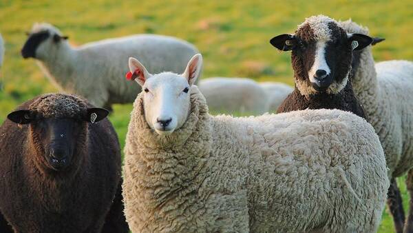 Sheep Poster featuring the photograph Faces by Paul Noble