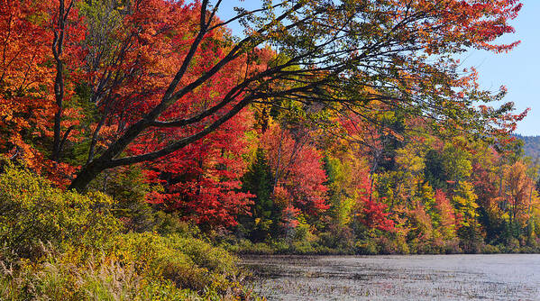 Autumn Poster featuring the photograph Fall Foliage at Elbow Pond by Ken Stampfer