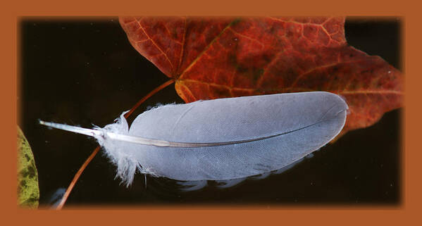 Feather Poster featuring the photograph FEATHER ON LEAVES IN A POND No.1 by Janice Adomeit